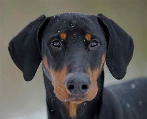 Doberman Ear Cropping How It Affects Your Dog 2022