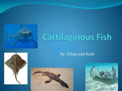 Ppt Cartilaginous Fish Powerpoint Presentation Id2436629