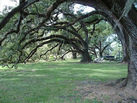 City Park In New Orleans Louisianaholds The Worlds Largest