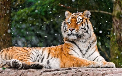 Wallpaper Id 143880 Nature Snow Tiger Big Cats Animals Free Download