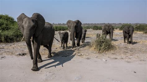 Free Images Adventure Wildlife Herd Africa Fauna Savanna Botswana Safari Indian