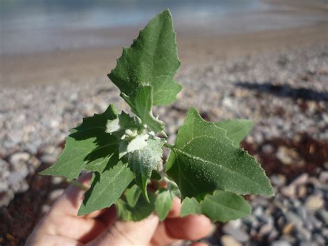 Not The Tastiest Wild Edible But Sea Orache Packs Quite A Nutritional