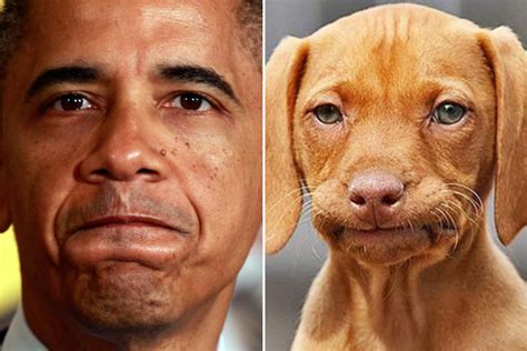 Celebrities And Their Dog Look Alikes