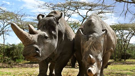 New Hope For Near Extinct Northern White Rhino As Vets Harvest Eggs