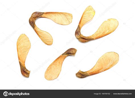 Maple Tree Seeds Isolated On White Stock Photo By ©gavran333 164700152