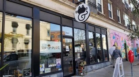Sip & purr cat café. Sip and Purr, Milwaukee's very first cat café, opened in ...