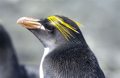 These Slicked Back Macaroni Penguins Are Just Another Of The Species