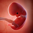 8 Weeks Baby Development In Womb Explained | owjwo.com