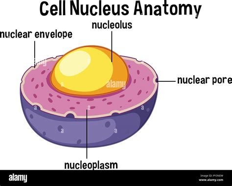 Nucleo De La Celula Animal Dinami