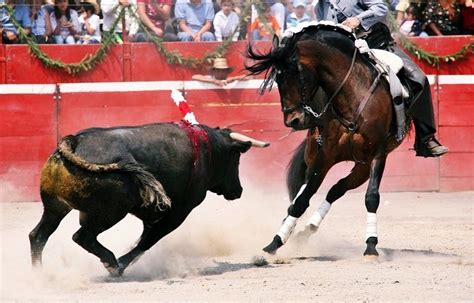 La Decadencia De La Tauromaquia Animanaturalis