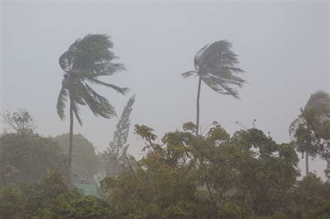 Palm Trees In A Storm Stock Photo Download Image Now Istock