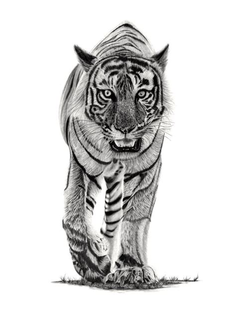 Tiger Dessin Par Paul Stowe Artmajeur