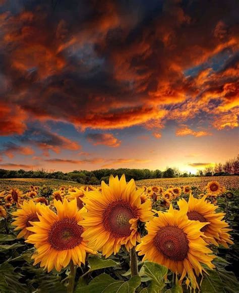 Pin By Cindy Fisher On Fall Stuff Sunflower Sunset Sunflower