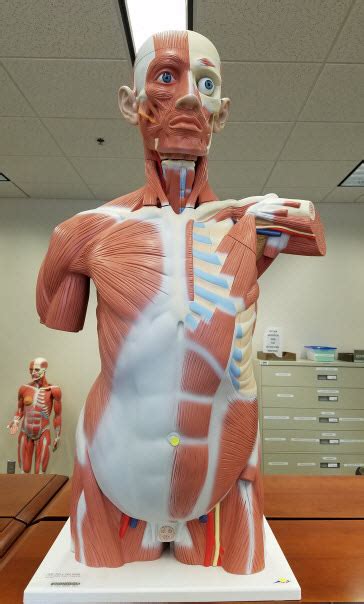 The muscles of the back and abdomen help to keep the spine in an upright position and serve as reliable protection. Torsos - Anatomical Models @ Laupus Library - Research ...