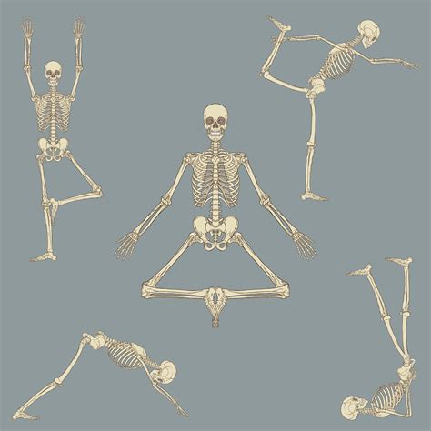 Human Chest Skeletal Anatomy