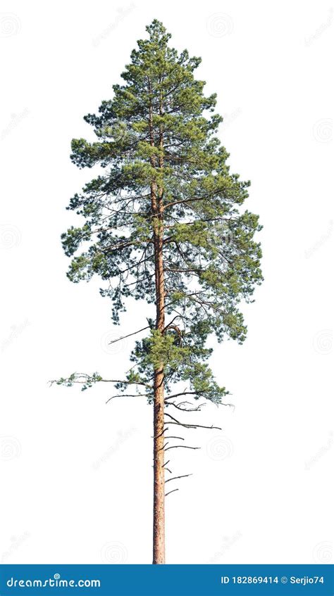 Tall Pine Tree Isolated On A White Stock Photo Image Of Forest