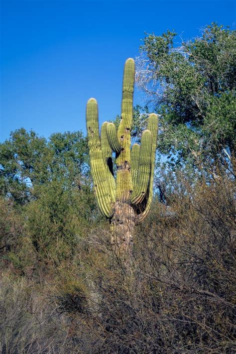 Saguaro Cactus Carnegiea Gigantea Stock Image Image Of Growing