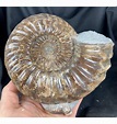 Fossils For Sale | Fossils-UK.com | Large 6 inch Colourful Jurassic ...