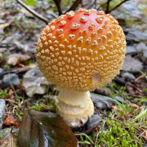 Amanita Muscaria Var Guessowii A Mushroom Nature Observation In The