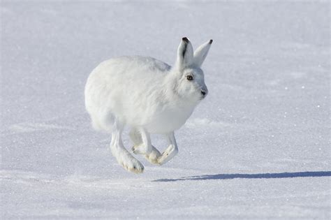 The Arctic Hare Also Known As Polar Rabbit Full Hd Wallpaper And