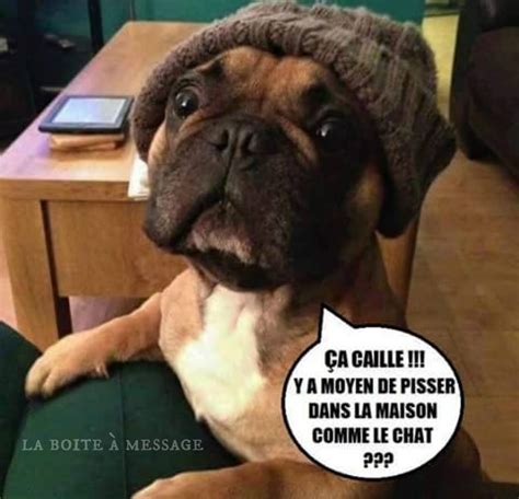 Humour Images Photos Et Illustrations Pour Whatsapp Bonnes Images