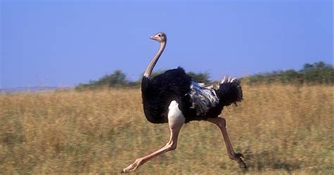 Animal Obsessed Ostriches Are Pretty Cool