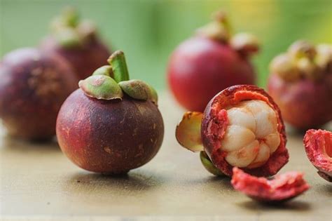 Cara mengolah kulit manggis yang sudah kering maupun masih segar untuk bahan obat tradisional. Manfaat dan Khasiat Pada Kulit Buah Manggis
