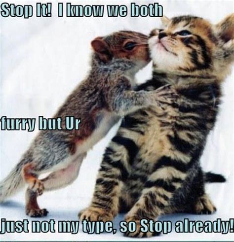 Cat And Squirrel Funny Animal Humor Photo 19964552 Fanpop