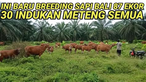 Luar Biasa Breeding Sapi Bali Ekor Indukan Ekor Bunting Semua