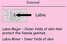 female reproductive labia system major minor outer folds external skin inner protect genitals
