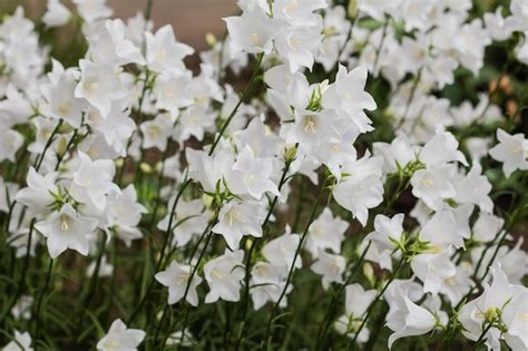 Premium Photo Campanula Carpatica Beautiful White Bell Flowers