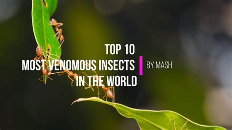 Top 10 Deadliest Insects In The World Youtube
