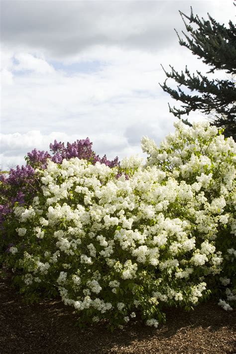 Angel White Lilac Lilac Tree Lilac Bushes Plant Catalogs