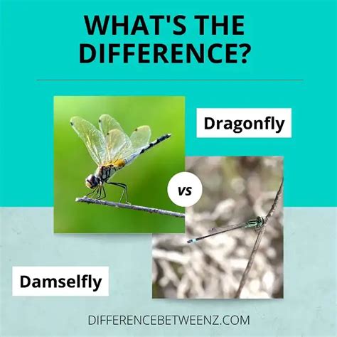 Difference Between Dragonfly And Damselfly Difference Betweenz