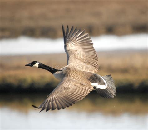 Canada Goose In Flight Closeup Stock Image Image Of Nature Fowl