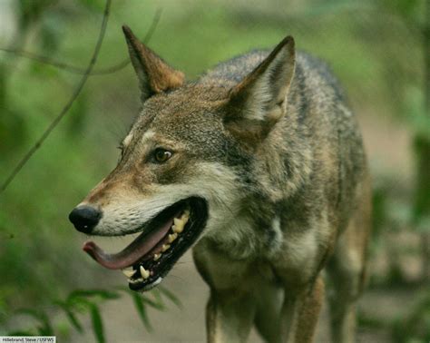 Red Wolf Facts And Pictures Critically Endangered Mammal Complete Guide