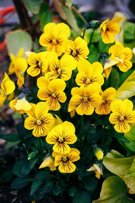 A Group Of Yellow Pansies With Black Stripes On Petals Stock Photo