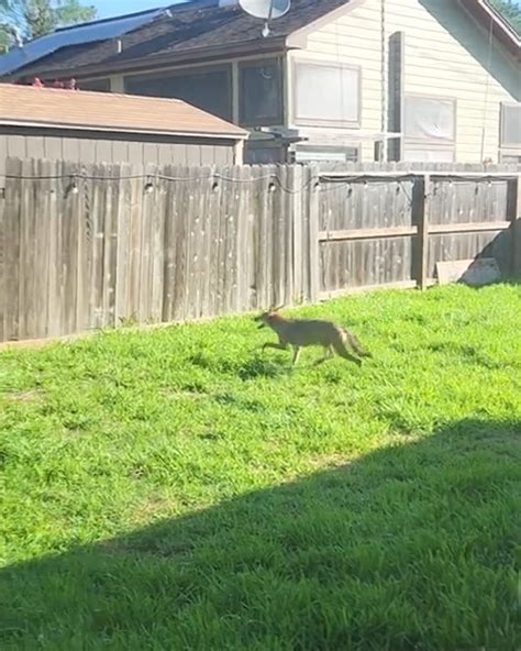 Coyote Effortlessly Leaps Over Six Foot Fence Coyote Even Tall