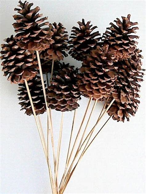 Ponderosa Pine Cones Harvest Of 2022 Etsy Pine Cones Pine Cone