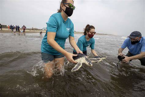 Cold Stunned Rescue Sea Turtles Released Into The Gulf Of Mexico After