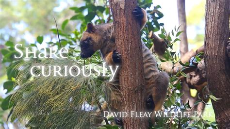 About David Fleay Wildlife Park Parks And Forests Department Of