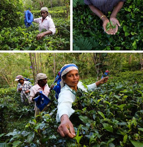 Photos In Sri Lankas Tea Paradise A Social Enterprise Is Brewing