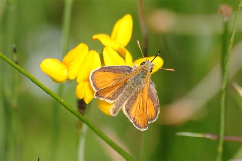 Small Skipper Thymelicus Sylvestris Butterfly 50 6d8203