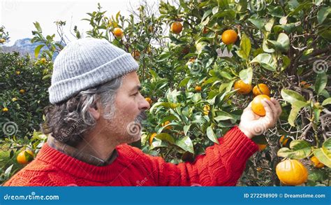Farmer Man Harvesting Oranges In An Orange Grove Stock Image Image Of