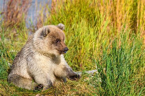 Cute Baby Brown Bear Stock Photo Download Image Now Istock