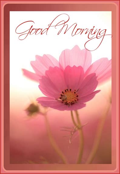 Pin By Diane De Feyter On Good Morning Good Morning Flowers Good