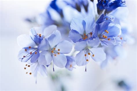 Beautiful Blue Flowers Stock Photo Free Download