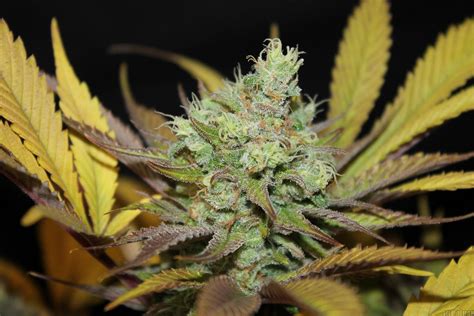 The breeders of this kush remain unknown. CBD Critical Mass (by CBD Crew) :: SeedFinder :: Strain Info