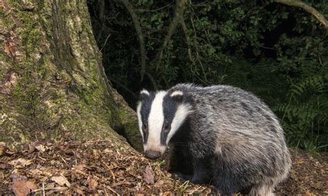 Wildlife Groups Court Hearing Challenge To Northern Ireland Badger
