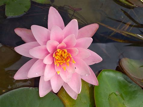 Moorei Water Lily Pond Plants Water Lilies Aquatic Plants Mw16